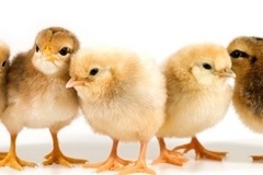 Top 5 loại cám gà con tốt và được ưa chuộng nhất hiện nay.