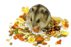 8 cám tốt nhất cho sức khỏe và dinh dưỡng chuột Hamster