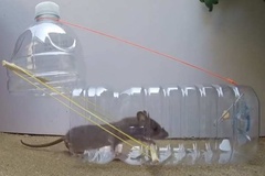 Bí kíp làm bẫy chuột hiệu quả và đơn giản