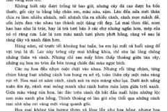 Cách viết bài văn tả cây bóng mát lớp 4