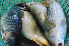 Cách làm phao thi chuyên nghiệp