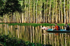 Khám phá Khu du lịch Xẻo Quýt - Nét đẹp tự nhiên và truyền thống vùng rừng sông nước