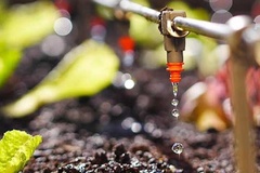 Công nghệ tưới nhỏ giọt của ai: Đột phá trong phương pháp tưới tiết kiệm nước