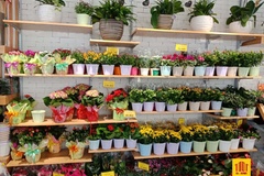 Đalat Hasfarm - Nguồn cung cấp hàng đầu về hoa và cây cảnh tại Đà Lạt