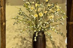 Hoa Ô Mai - Vẻ đẹp tinh khôi và thanh lịch đến từ xứ sở hoa