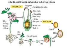 Đặc điểm của sinh sản vô tính: Ý nghĩa, quá trình và các biến thể