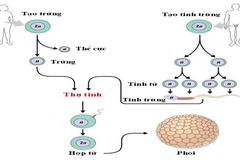 Sinh sản hữu tính và những đặc điểm quan trọng.