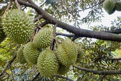 Trái cây đặc sản Nha Trang - Chất lượng và đa dạng