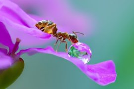 Bí quyết chụp macro bằng điện thoại vivo X70 Pro cho hình ảnh ấn tượng