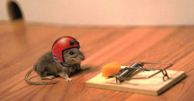 Những cách làm bẫy chuột thông minh với vật dụng đơn giản trong nhà ...