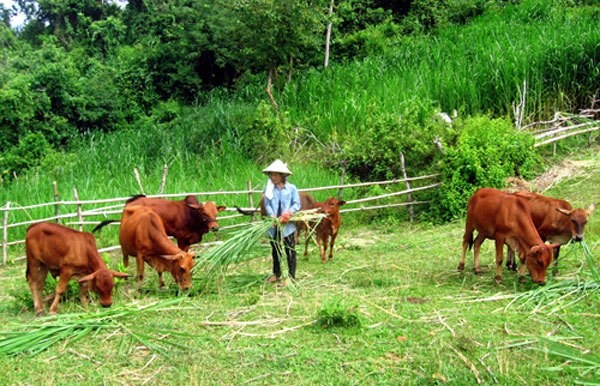 Cách làm giàu ở nông thôn với 20 nghề xu hướng hốt bạc