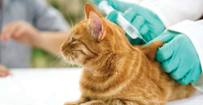 Mèo bị Sốt: Cách Hạ Sốt và Chăm Sóc cho Mèo tại Nhà