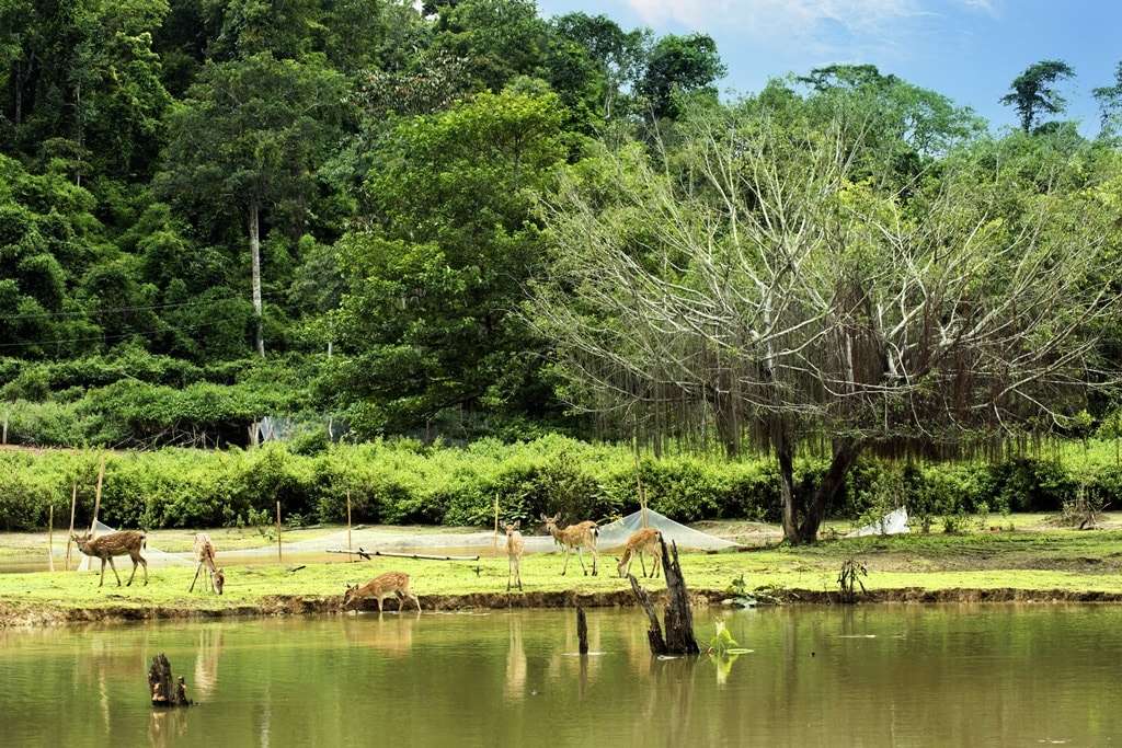 Ghé khu du lịch sinh thái Madagui - khám phá tuyệt phẩm thiên nhiên ...