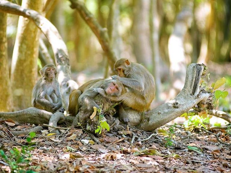 Đảo Khỉ Cần Giờ | Trải nghiệm du lịch hoang dã ngay tại Sài Gòn - MOTOGO