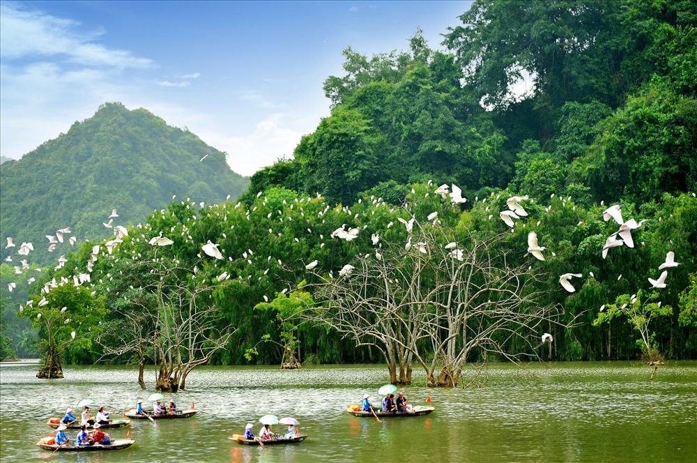Khám phá những “đảo cò” độc đáo có 102 ở Ninh Bình | Vivu 247 | VIVU247 ...