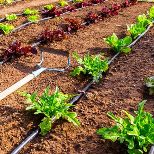 47 Nông nghiệp Israel – 12 bước tiến thay đổi nông nghiệp thế giới mới ...