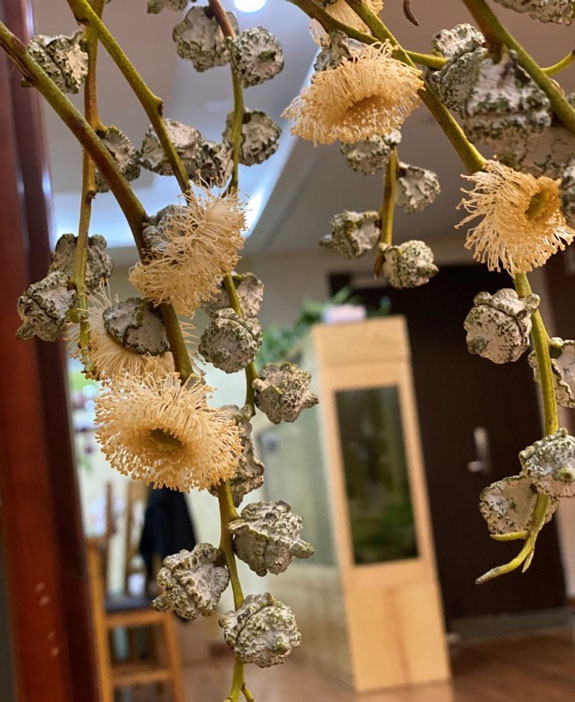 Hoa ô mai là hoa gì mà nở có mùi hương dễ chịu, chơi được cả tháng