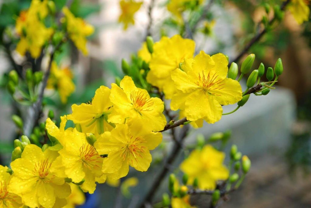 Tổng hợp các loài hoa đẹp nhất Việt Nam hiện nay