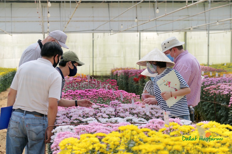 Dalat Hasfarm giới thiệu hoa thử nghiệm mới bằng hình thức online do ...