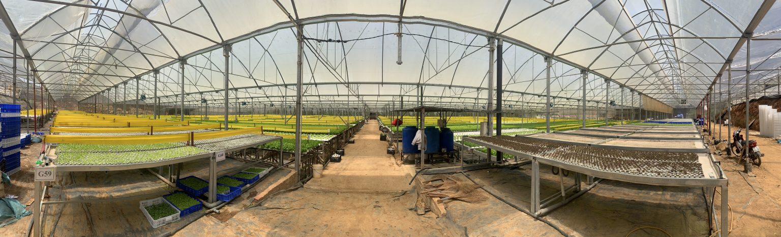 Langbiang Farm mở rộng diện tích sản xuất cung ứng sản phẩm rau thuỷ ...