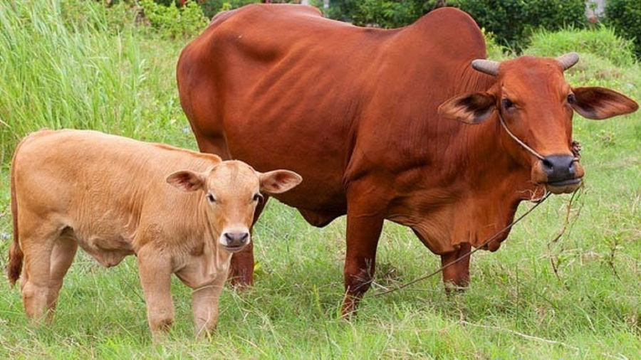 Bò nhảy và đặc điểm sinh sản ở bò cái