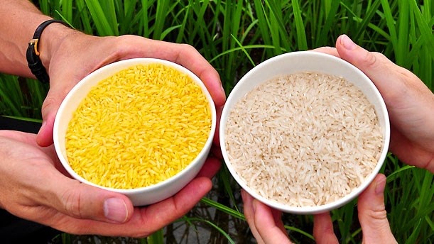 Philippines đi đầu trong sản xuất thương mại gạo vàng biến đổi gene ...