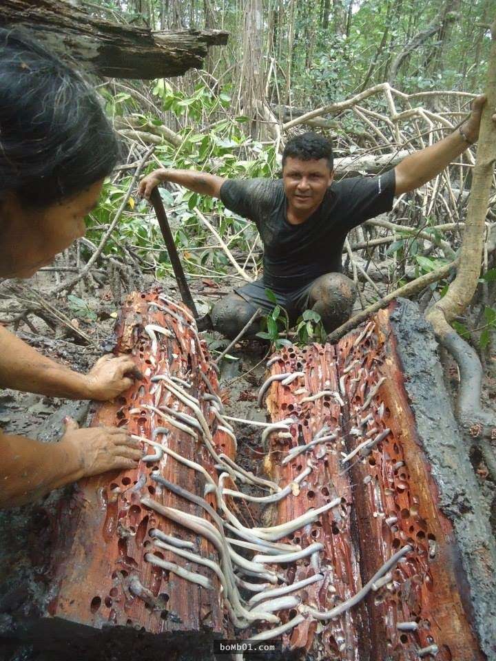 Sởn gai ốc với đặc sản hà đục gỗ nhầy nhụa của người Philippines