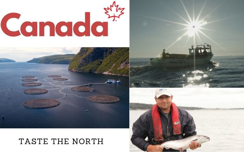 Những điều cần biết về hải sản Canada – BSDELI