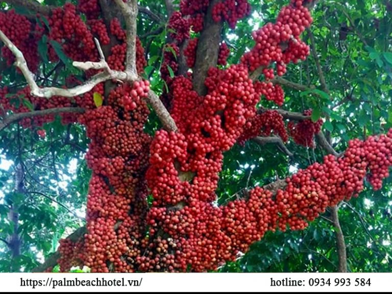 Trái cây đặc sản Phú Yên ngon nhất