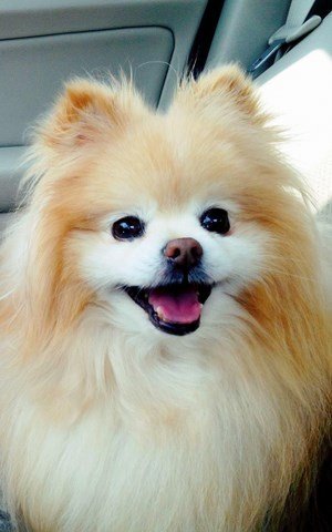 Tải Hình Nền Troll Bá Đạo Đẹp Nhất